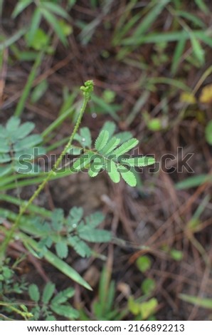 unfocused. Mimosa Pudica Linn grows wild in the tropical forests of Southeast Asia