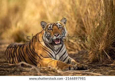 eye level shot of wild female bengal tiger or tigress close up or portrait with eye contact in hot summer season safari at ranthambore national park sawai madhopur rajasthan india - panthera tigris
