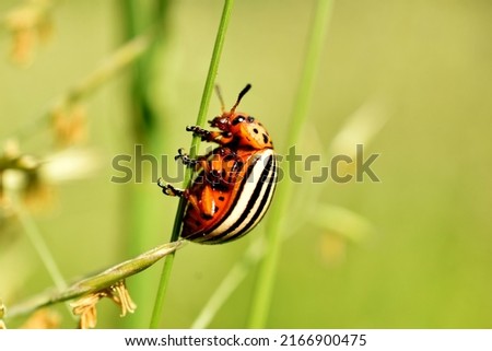 In the picture, a beetle called the Colorado beetle sits on a stalk of grass.