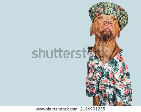 Lovable, pretty brown puppy, stylish shirt and sunhat. Close-up, indoors. Day light. Studio shot. Pets care. Concept of beauty and fashion