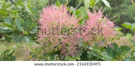 Cotinus coggygria, syn. Rhus cotinus, the European smoketree, Eurasian smoketree, smoke tree, smoke bush, Venetian sumach, or dyer's sumach, species of flowering plant in the family Anacardiaceae Royalty-Free Stock Photo #2166920495