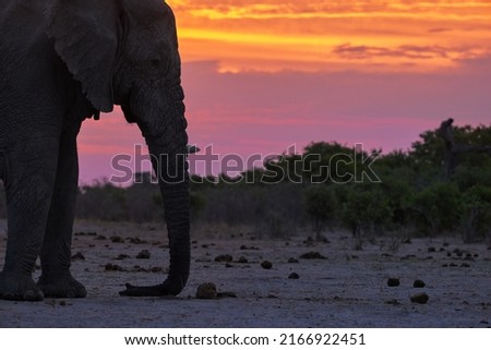 The head of a male elephant with a trunk, the silhouette of an elephant at a watering hole against the orange-pink evening sky. Wildlife photography in Savuti Nature Reserve, Botswana
