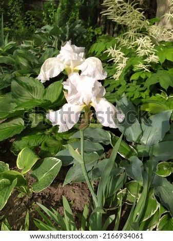Iris bearded, white open flowers with green leaves on stems