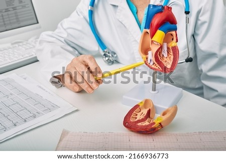 Cardiology consultation, treatment of heart disease. Doctor cardiologist while consultation showing anatomical model of human heart Royalty-Free Stock Photo #2166936773