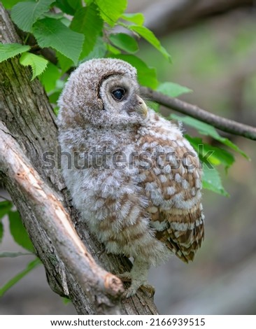 Barred owl owlet perched on a low branch in the forest in Canada