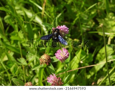 wild black fly sits on a clover blossom