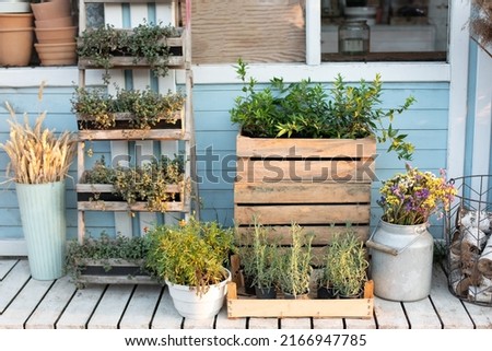 Gardening concept. Cozy Exterior wooden porch of house with green plants, spikelets and flowers in box in backyard home in summer. Spicy herbs in pot on outdoor on terrace. Cozy decor veranda at house