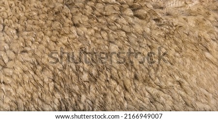 Close-up on alpaca wool or fiber - Lama pacos