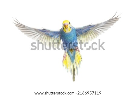 Blue rainbow Budgerigar bird flying wings spread facing at the camera, isolated on white  Royalty-Free Stock Photo #2166957119