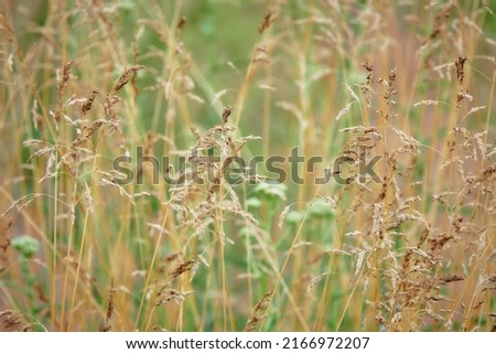Empty oats, or wild oats (Avena fatua) - an annual plant, a species of the genus Oats of the Cereals family, or Poaceae, is a malignant weed of cereals. Royalty-Free Stock Photo #2166972207