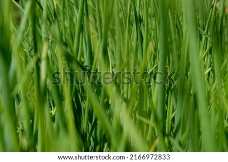 Green grass close-up as a background. Selective focus. Banner design