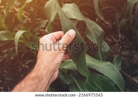 Corn crops growth control concept, farmer agronomist examining maize plants in field, close up of hand Royalty-Free Stock Photo #2166975565
