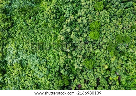 Aerial view of forestry green perennial tree in tropical rainforest. Carbon footprint and decarbonisation concept Royalty-Free Stock Photo #2166980139