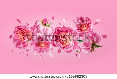 Flying peonies flowers with falling petals at pink background. Floral levitation concept. Front view. Horizontal 