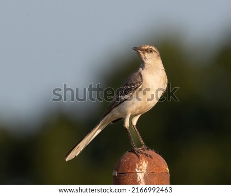 Northern Mocking bird perched on a metal gate post