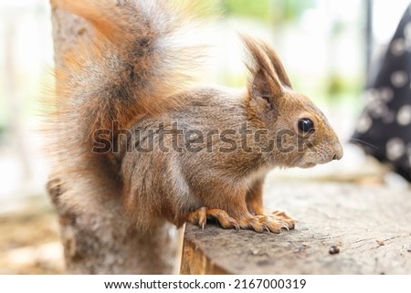 adult squirrel eats nuts and other food from human hands