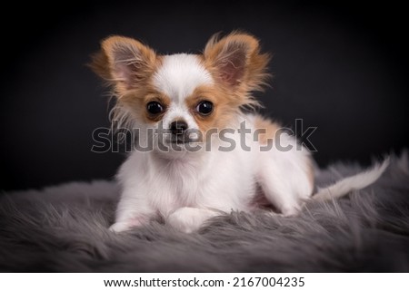 portrait of the Chihuahua Puppy Dog