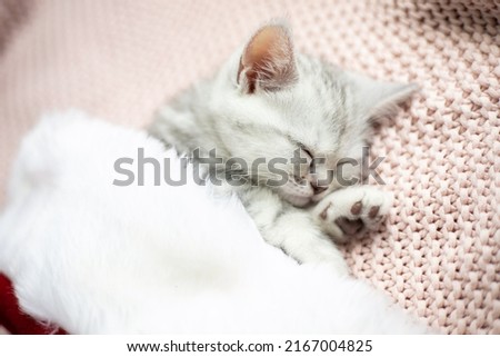 Christmas new year 2023 A gray-white striped kitten of the British breed sleeps in a Santa Claus hat. Pets. Lifestyle. Tenderness