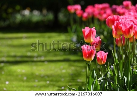 Hollands tulip bloom in spring season. Fresh tulips in field.