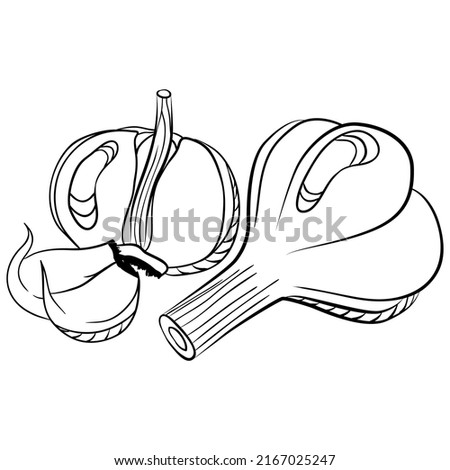 Whole and cloves of garlic. Vector illustrations in hand drawn sketch doodle style. Line art botanical food isolated on white. Close up garlic vegetable. Element for coloring book, design, print
