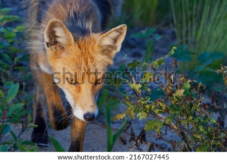 Photo of a fox in the forest