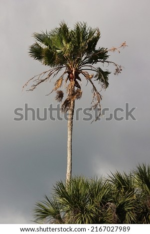 Single palm tree growing in the sunny jungle.