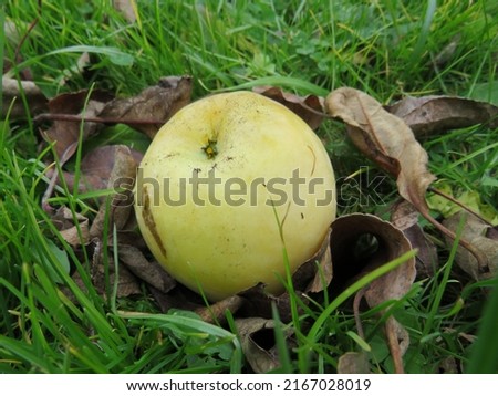 a yellow apple lies among the fallen leaves on an autumn day