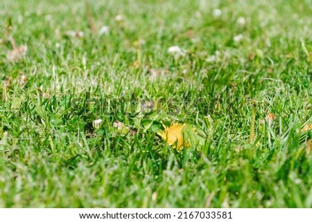 Shallow focus, ground level view of a solitary dandelion flower seen in a lush, recently mowed lawn. Green grass textured background