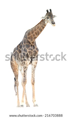 Somali giraffe (Giraffa camelopardalis) standing isolated on white background. This has clipping path.
