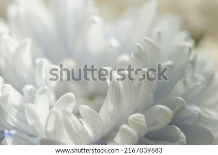 A delicate chrysanthemum flower with white petals. The picture was taken with a macro lens. Selective focus. Blurring.
