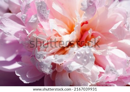 Floral contrast pattern made of close up macro view of many delicate smooth pink colored peony flower. Lots of wet petals with water drops sparkling on summer sunlight. Design element with copy 