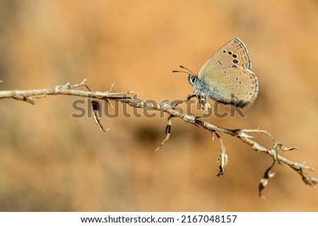 Glaucopsyche melanops or the blue scales is a species of butterfly in the Lycaenidae family.