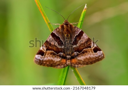 Euclidia glyphica is a moth of the family Erebidae.