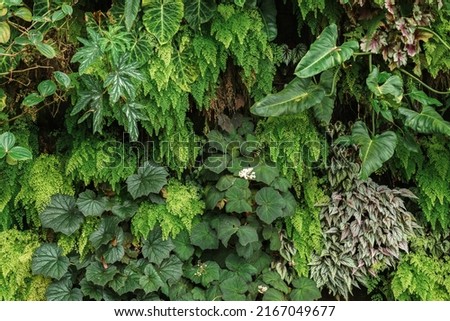 Tropical trees arranged in full background Or full wall There are leaves in different sizes, different colors, various sizes, many varieties. Another garden layout.as summer background with copy space