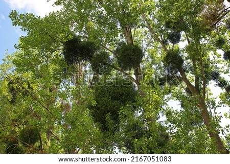 Many european semiparasite mistletoe (viscum album) plants hanging in green host trees - Netherlands 