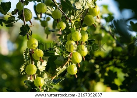 Green gooseberries on the branches of a bush in the early morning