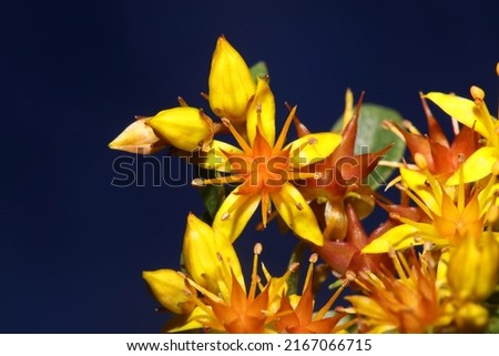 Yellow star flower blossom close up modern botanical background sedum lanceolatum family crassulaceae high quality big size print