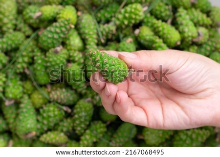 Many freshly gathered green young fir spruce cones.Alternative medicine remedy. Female fingers hold pinecone, making jam. Royalty-Free Stock Photo #2167068495