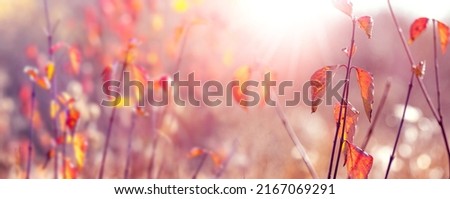 Autumn background with colorful autumn leaves on a blurred background in sunny weather, panorama