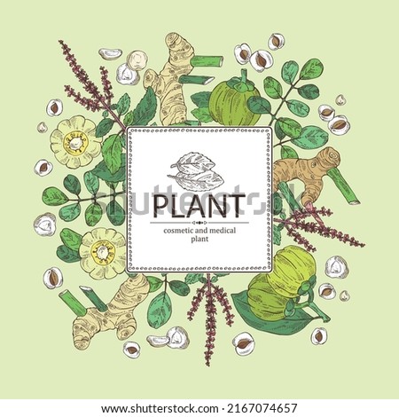 Background with medical plants: moringa, tulasi, holy basil plant ,garcinia cambogia, large galangal root. Vector hand drawn illustration Royalty-Free Stock Photo #2167074657