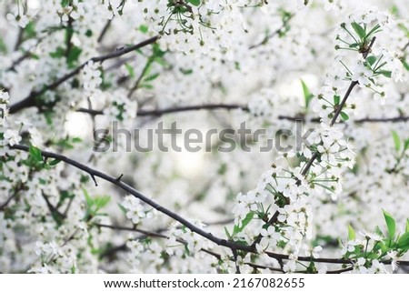 White flowers on green bush. Spring cherry apple blossom. The white rose is blooming.