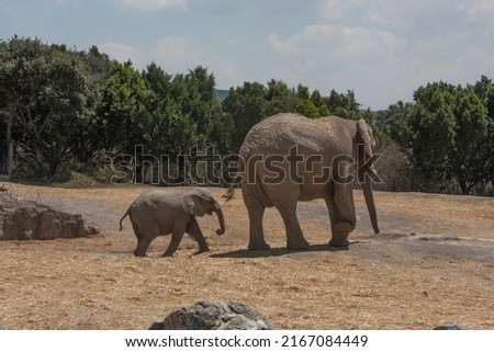 African elephant or African loxodota the baby pachyderm walks after its mother mammal with wrinkled skin and ivory tusks in wildlife savannah inhabitants Royalty-Free Stock Photo #2167084449