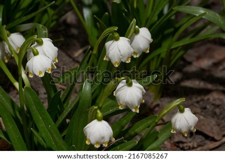 Spring snowflake is blooming. Spring snowflake (lat. Leucojum vernum) is a plant species of the genus Spring snowflake of the Amaryllis family (Amaryllidaceae). Royalty-Free Stock Photo #2167085267