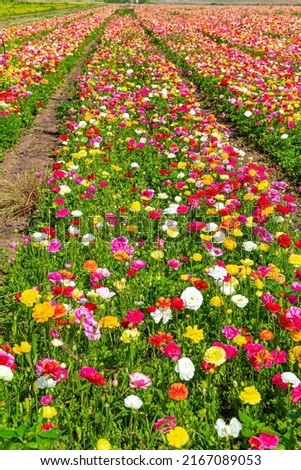 Gorgeous flowers for overseas export. Floral carpet. Multicolored bright buttercups in a kibbutz. Israeli kibbutz in the south of the country. Spring harvest of buttercups - bright garden flowers. 