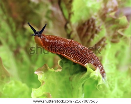 spanish slug, Arion vulgaris, in the garden on a lettuce leaf, Snail plague in the vegetable patch, the enemy of every hobby gardener Royalty-Free Stock Photo #2167089565
