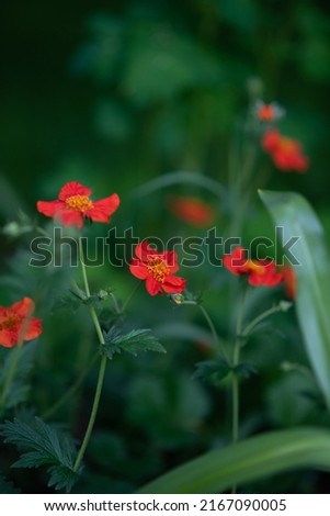 beautiful botanical picture with green bokeh background and close-up macro Chilean gravilate flowers with bright juicy red color petals
