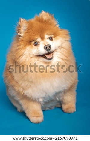 9 year old Pomeranian dog