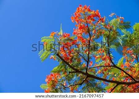 Blue Sky Backdrop with Orange and Green Mariposa Tree for Card Stock or a Cover photo Design.