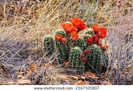 Red cactus flowers. Cactus red flowers. Cfctus flower. Red flowers of cacti Royalty-Free Stock Photo #2167101807