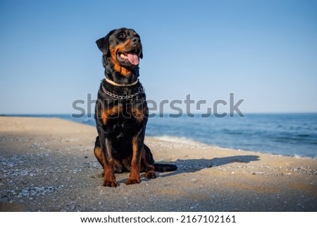 A beautiful proud big dog of the Rottweiler breed sits on a sandy beach against the backdrop of a stormy sea, and looks into the distance